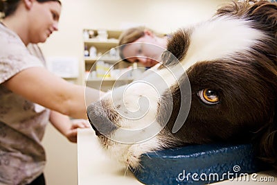 Veterinary Assistants and Dog Stock Photo