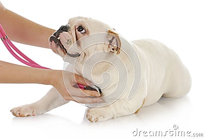 Veterinary care Stock Photo