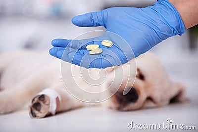Veterinary care professional hand holding pills to be given to a Stock Photo