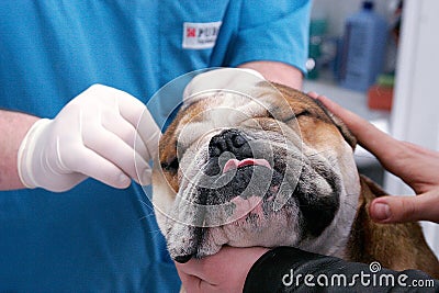 Veterinary clinic Stock Photo