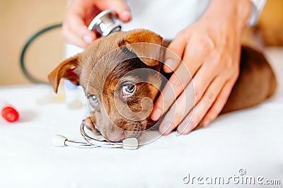 Veterinary clinic Stock Photo