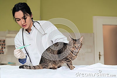 Veterinary clinic. Female doctor portrait at the animal hospital holding cute sick cat Stock Photo