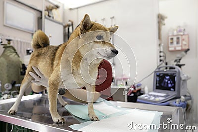 Veterinary concept. The Shiba Inu dog is waiting for the doctor in the ultrasound examination room. The doctor is examining the Stock Photo