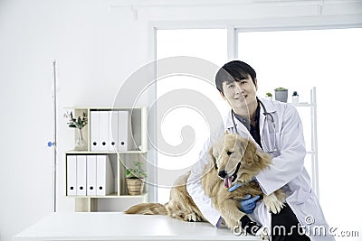 Veterinary concept. The vet is looking camera with the Golden Retriever dog. Sick Golden Retriever dog in the veterinary clinic Stock Photo