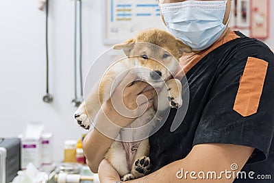 Veterinary concept. Veterinarian examining Puppy Shiba inu dog. Veterinarians are examining Dog in pet hospitals Stock Photo