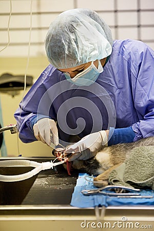 Veterinary Dentistry Stock Photo