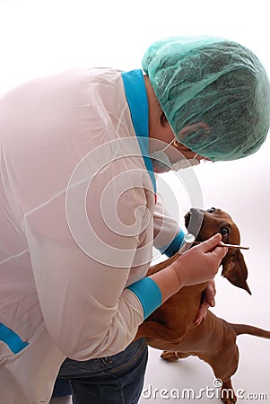 Veterinary dentistry Stock Photo