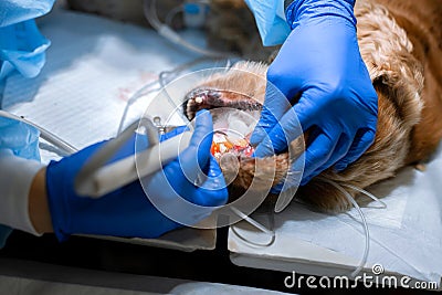 Veterinary dentistry. Dentist surgeon veterinarian cleans and treats a dog`s teeth under anesthesia on the operating table in a Stock Photo