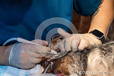 Veterinary dentistry. Dentist surgeon veterinarian treats the teeth of a Yorkshire terrier dog under anesthesia on the Stock Photo