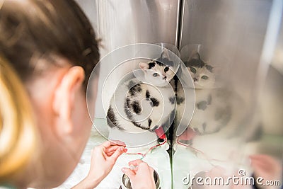 Veterinary. Doctor, healing cat Stock Photo