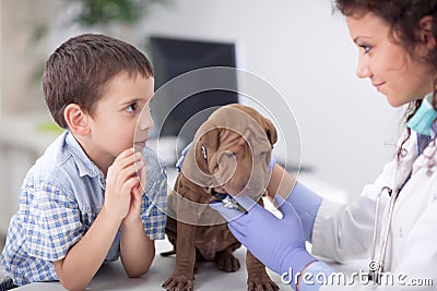 Veterinary examine Shar Pei dog ,young boy looking Stock Photo