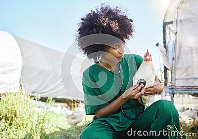 Veterinary, farm and black woman with stethoscope and chicken for inspection, wellness and exam. Poultry farming Stock Photo