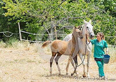 Veterinary on a farm Stock Photo