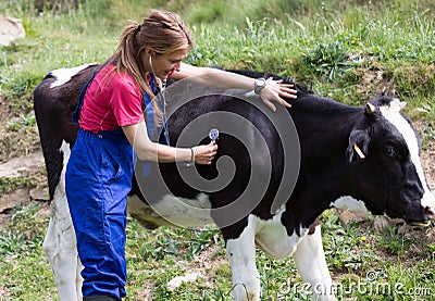 Veterinary on a farm Stock Photo