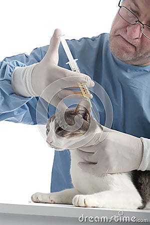 Veterinary giving an injection at a cat Stock Photo