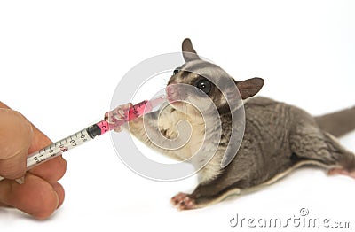 Veterinary is giving the medicine to sugarglider Stock Photo
