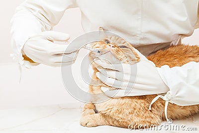 Veterinary giving the vaccine to the ivory red cat Stock Photo