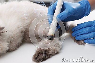 Veterinary holding moxa stick near cat at table, closeup. Animal acupuncture treatment Stock Photo
