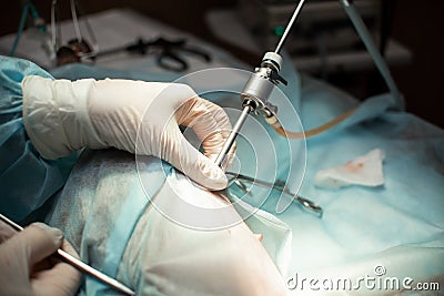 Veterinary hospital, doctors and the patient in the operating room Stock Photo