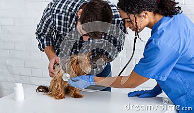 Veterinary medicine. African American vet doctor doing checkup of cute doggy in animal clinic Stock Photo