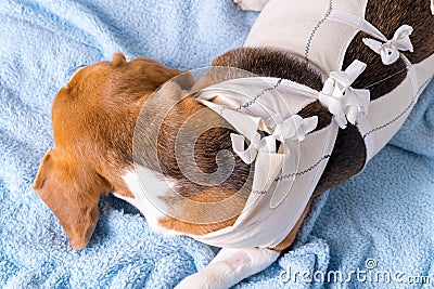 Veterinary protective suit for dog after surgery Stock Photo