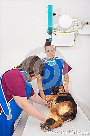 Veterinary radiologist examining dog in x-ray room Stock Photo