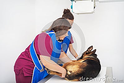 Veterinary radiologist examining dog in x-ray room Stock Photo