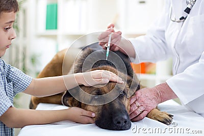 Veterinary surgeon is giving the vaccine to the German Shepherd Stock Photo