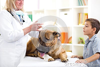Veterinary surgeon is giving the vaccine to the German Shepherd Stock Photo