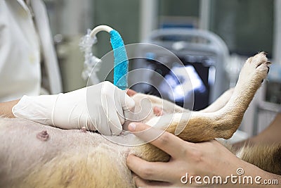 Veterinary. Veterinarian is doing ultrasound. View the puppy in the dog. Veterinarian doing ultrasound and analyze healthy of anim Stock Photo