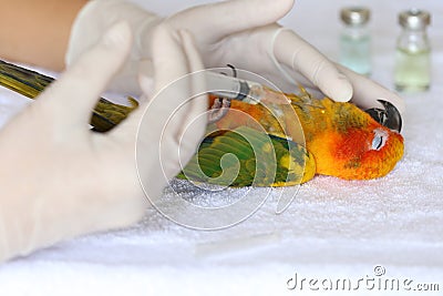 Veterinary woman making vaccination to parrot, antibiotics and avian flu concept, Sun conure parakeet Aratinga solstitialis Stock Photo