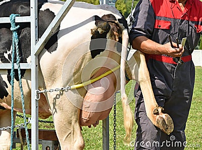 Veternarian heals the hood of a cow Stock Photo