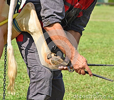 Veternarian heals the hood of a cow Stock Photo