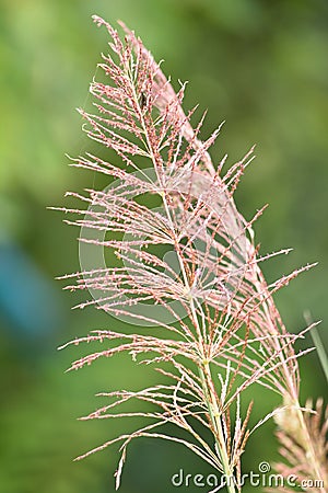 Vetiver flower Stock Photo