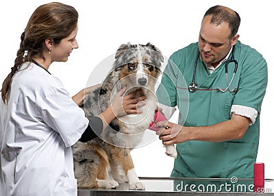 Vets wrapping a bandage around an Australian Stock Photo