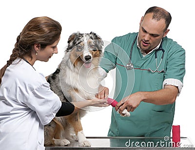Vets wrapping a bandage around an Australian Stock Photo