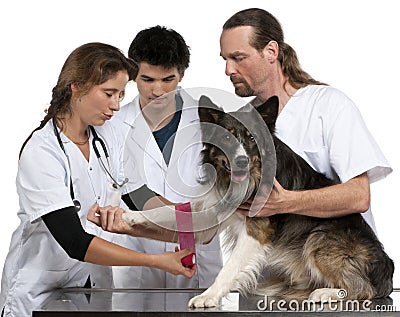 Vets wrapping a bandage around a Border Collie's Stock Photo