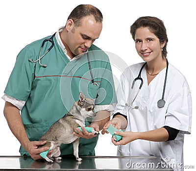Vets wrapping a bandage around a Chihuahua's paw Stock Photo