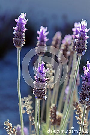 Vews from the lavander field Stock Photo