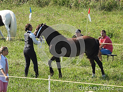 VI. year of small and pony horses exhibition 23 Editorial Stock Photo