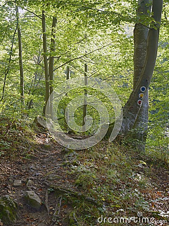 Path in the forest on Via Transilvanica, Romania, Europe Stock Photo