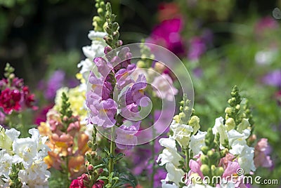 Vibrant Antirrhinum flowers Stock Photo