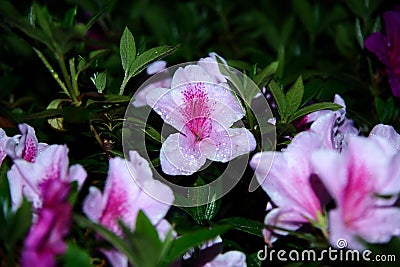 Vibrant array of colorful Azalea flowers in bloom, adorned with glistening water droplets Stock Photo