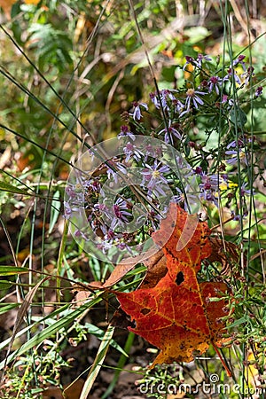 Vibrant array of flowers against a backdrop of a red autumn leaf, creating a beautiful contrast Stock Photo