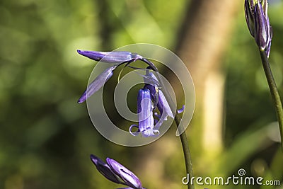 Vibrant Bluebell Flower Stock Photo