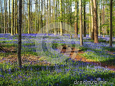 Vibrant bluebell woodland during spring, Belgium Stock Photo