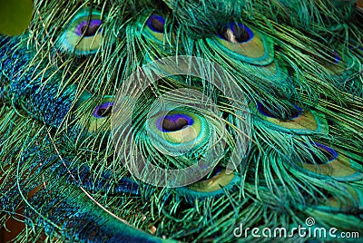 Peacock Feathers up Close Stock Photo