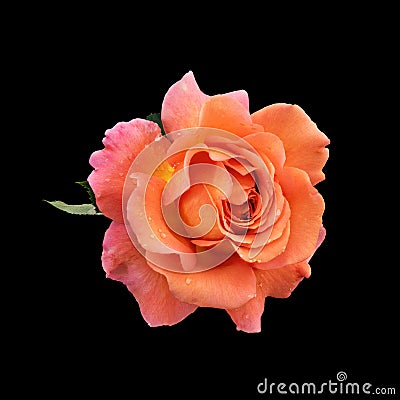 Vibrant bold orange pink yellow rose blossom with rain drops and green leaf Stock Photo