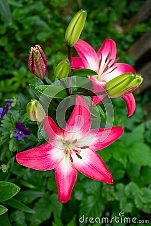 Vibrant bouquet of lilies with deep red petals and bold green leaves Stock Photo
