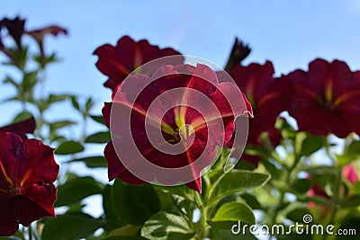 Vibrant bright petunia flowers. Closeup view Stock Photo